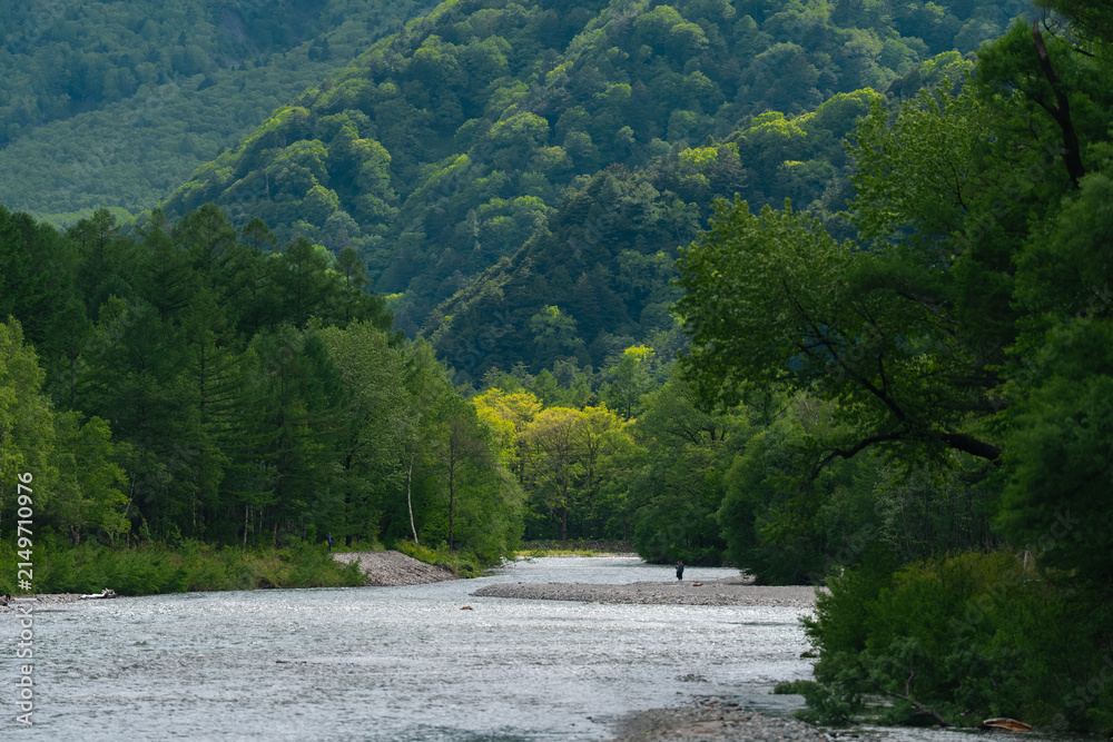 Obraz premium River forest mountain tree valley green landscape nature stream woodland