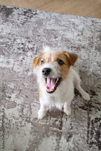 Jack Russell Terrier dog sitting on rug looking up with its mouth open. Happy puppy with expressive eyes