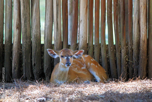 Bild auf Leinwand Young Female Sitatunga Antelope Resting on Straw Bedding Near Wooden Fence - Wil