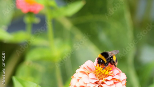 Canvas Print Bumblebee Gathering Nectar on a Pink Zinnia Flower in London