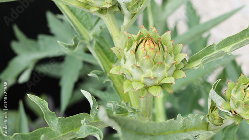 Canvas Print Close-up of a Young Green Artichoke Bud Growing in a Garden