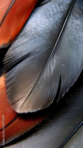 Close-up of Colorful Bird Feathers with Intricate Textures and Colors