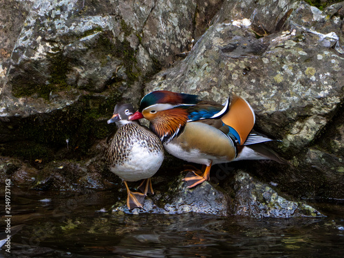Obraz na płótnie Mandarin Duck Pair Perched on Rocky Shore