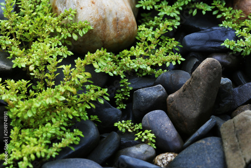 Ant grass, or scientifically known as Pilea microphylla, is often found growing wild in rock crevices or in damp plant pots.