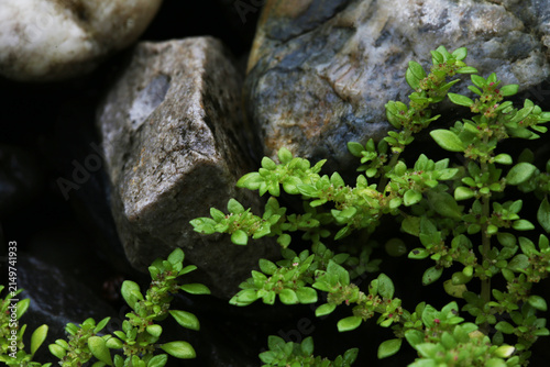 Ant grass, or scientifically known as Pilea microphylla, is often found growing wild in rock crevices or in damp plant pots.