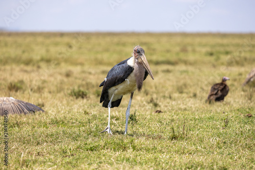 Fotografía Marabou stork standing on open ground with a vulture behind it