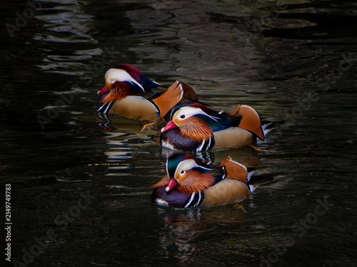 Bild auf Leinwand Three Male Mandarin Ducks Swimming in a Row on Dark Water