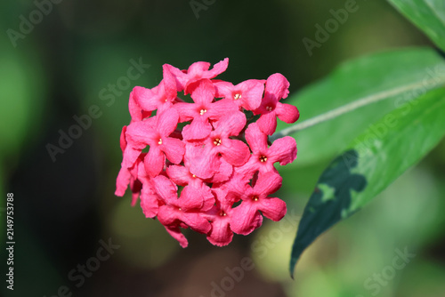 Pink flower cluster of a Panama Rose (Rondeletia leucophylla) blooming outdoors against a soft, blurred green foliage background