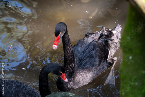 Принти на полотні Two black swans glide across a calm pond, their vivid red bills contrasting with glossy black plumage as gentle ripples reflect surrounding greenery in a tranquil natural setting