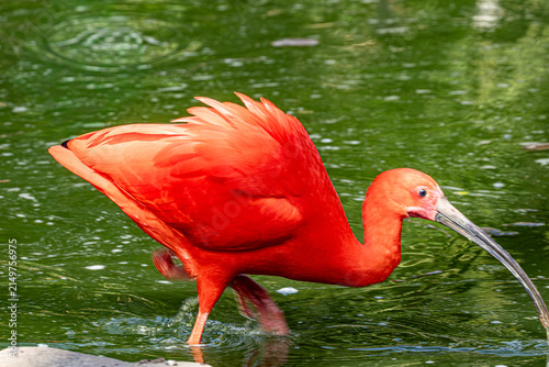 Foto Ibis rouge