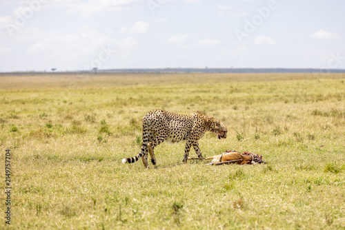 Quadro su tela A cheetah walks across the grassland beside a gazelle carcass it has