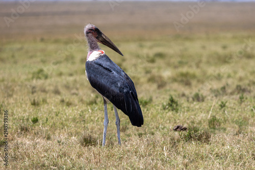 Fotografie Marabou stork standing on the open grassland with a vulture behind