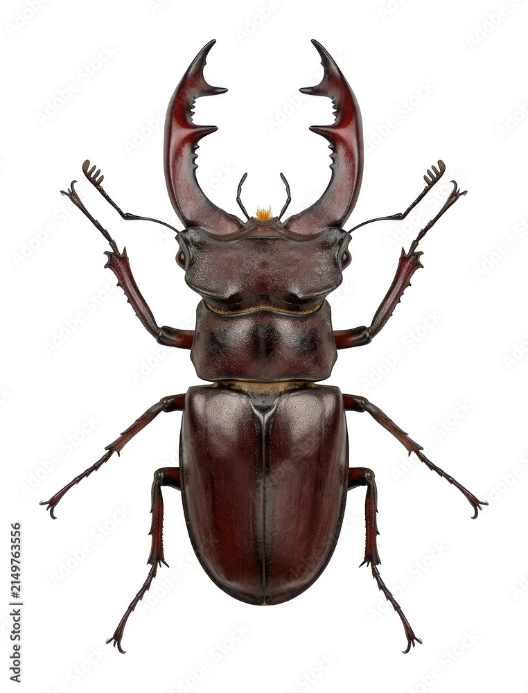 Fototapeta premium Dark brown stag beetle with prominent curved mandibles and glossy exoskeleton isolated transparent background image