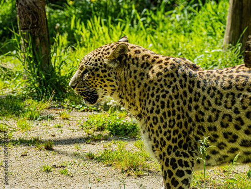 Photography Persian leopard (Panthera pardus saxicolor), a rare and endangered big cat native to the mountainous regions of Central and Western Asia