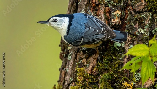 Close-up of a White-breasted Nuthatch Perched on a Mossy Tree Trunk in the Spring Forest
