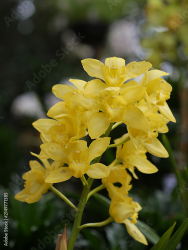 Konstfotografi Yellow Cymbidium orchid flowers blooming in close-up