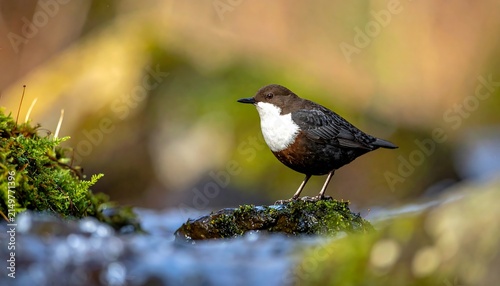 White-throated dipper bird perched on a mossy stone in the middle of a flowing forest stream.