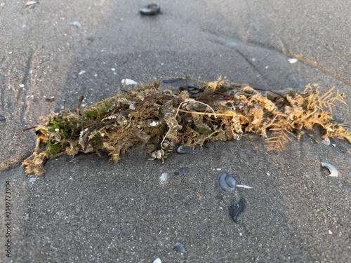 Seaweed wrack and shells washed ashore on wet sandy beach