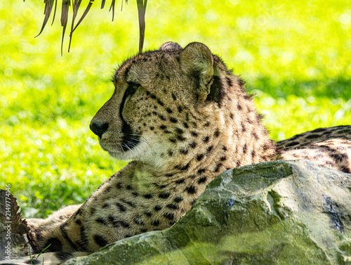 Canvas Print Close-Up Portrait of a Cheetah Looking Forward
