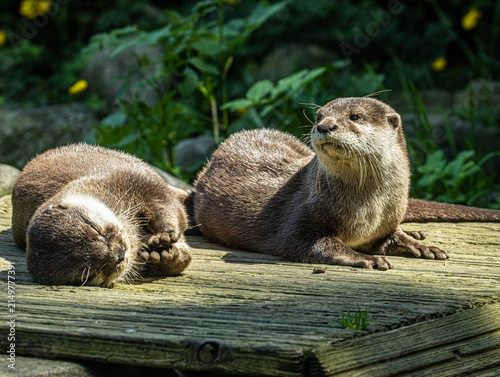 loutre cendrée