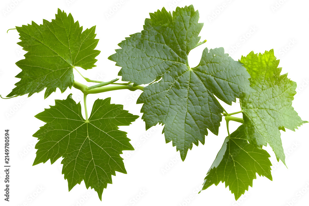 Naklejka premium Fresh green grape leaves on vine stem, isolated on transparent background for design.