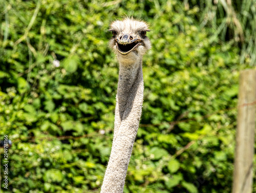 Foto Ostrich (Struthio camelus), showing long neck, small head, and distinctive black