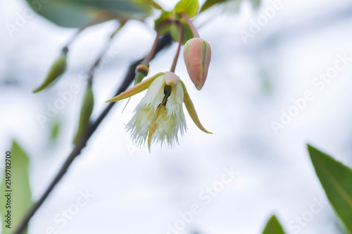 Foto Elaeocarpus grandiflorus Sm, Fairy petticoats or Lily of the valley or ELAEOCARP