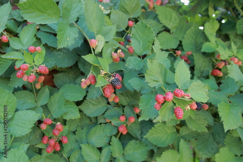 Blackberry bush berry.