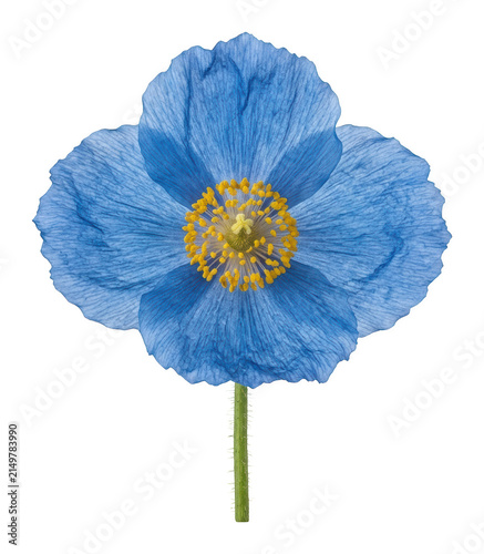 Vibrant Himalayan blue poppy flower with delicate petals and golden center, studio isolated transparent background image