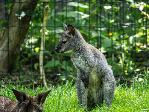 Photography Wallaby de Bennett
