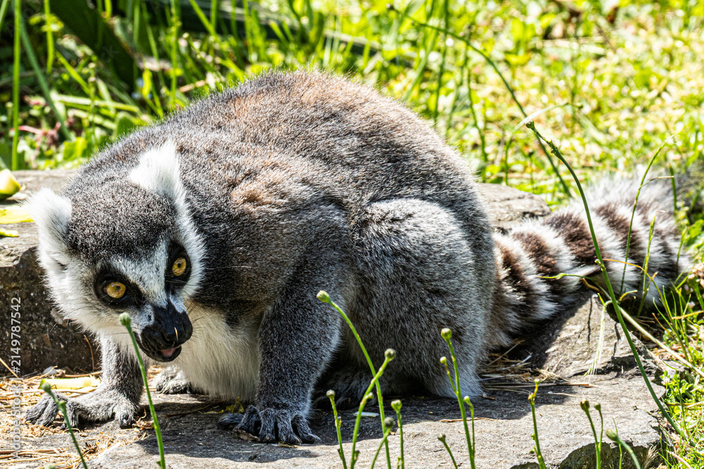 Fototapeta premium Ring-tailed Lemur (Maki catta)