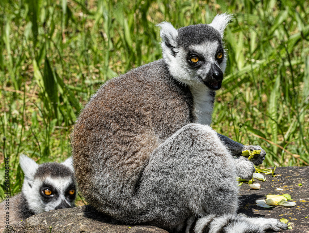 Fototapeta premium Ring-tailed Lemur (Maki catta)