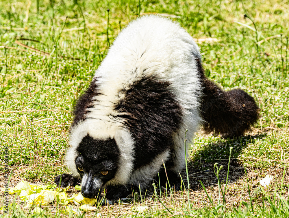 Fototapeta premium Black-and-white ruffed lemur (Varecia variegata) This endangered primate from Madagascar is recognized by its striking black and white fur pattern