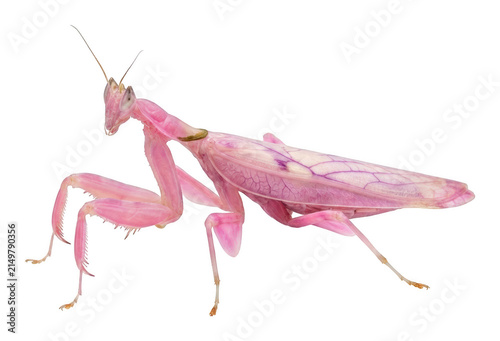 Vibrant pink orchid mantis standing in a profile pose with delicate wing veins isolated transparent background image