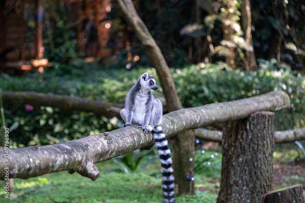 Naklejka premium Ring-tailed lemur resting on a moss-covered wooden rail in a lush forest setting, captured in soft natural daylight with a side profile and long striped tail creating a balanced composition.