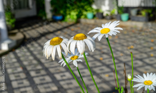 Fotografie White daisy flowers covered with sparkling morning dew in the garden