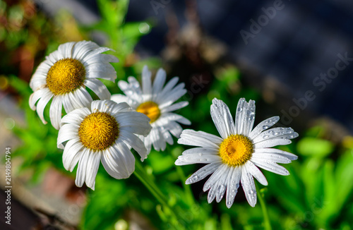 Photography White daisy flowers covered with sparkling morning dew in the garden, high-angle view