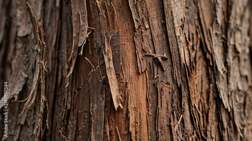 Detailed rough tree bark texture with deep natural furrows, ideal for biophilic background design, 3D material mapping, and organic surface overlays.