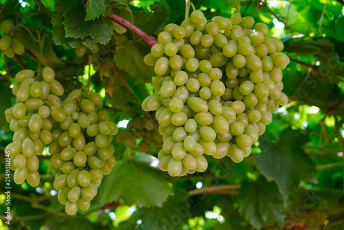 Fresh Ripening Mixed Color Vineyard Grape Cluster