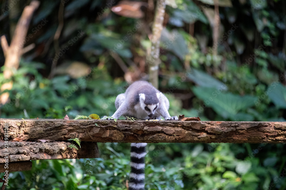 Naklejka premium A ring-tailed lemur crouches low on a rustic wooden platform while searching for food, its striped tail hanging below against a softly blurred tropical forest background in natural daylight.