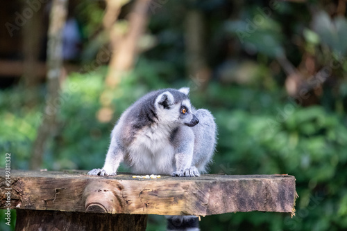 A ring-tailed lemur crouches on a rustic wooden platform while foraging, glancing sideways with vivid amber eyes against a softly blurred tropical forest backdrop in natural daylight.