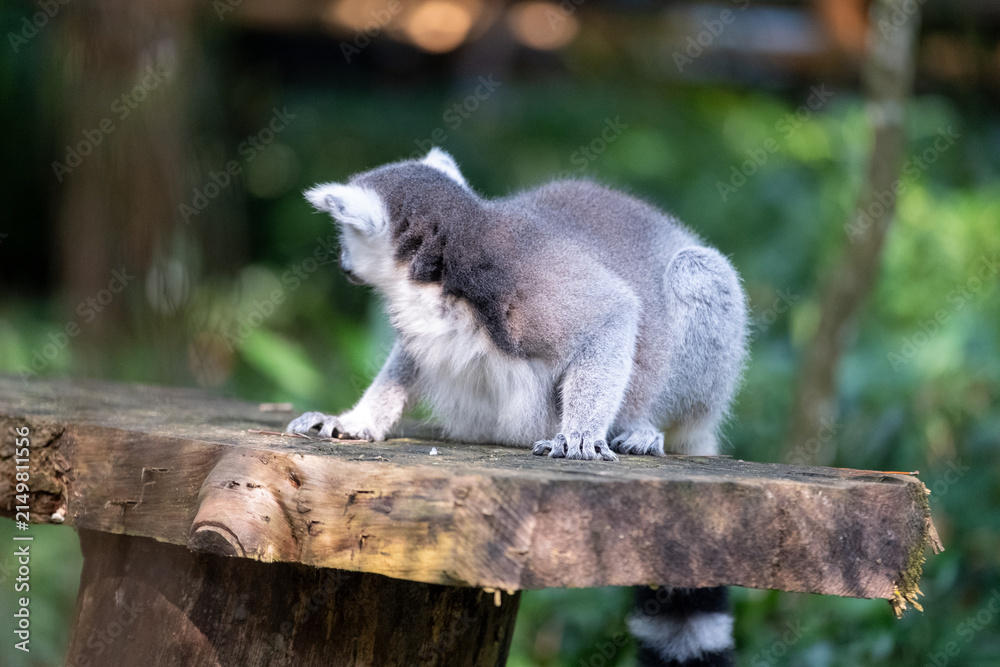 Naklejka premium A ring-tailed lemur crouches on a rustic wooden platform, glancing over its shoulder in a lush tropical habitat with soft green bokeh and natural daylight highlighting its fur.