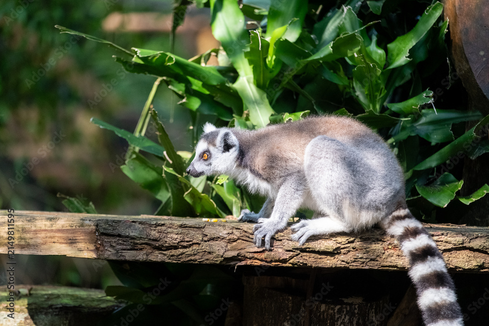 Naklejka premium A ring-tailed lemur crouches on a weathered wooden log in a lush tropical habitat, captured in side profile with vivid amber eyes and a striped tail under dappled sunlight.