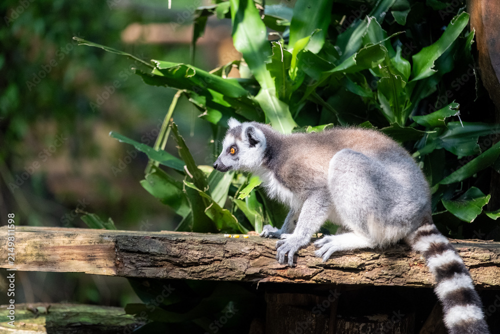 Naklejka premium A ring-tailed lemur crouches on a weathered wooden log in a lush tropical habitat, captured in side profile with vivid amber eyes and a striped tail under dappled sunlight.