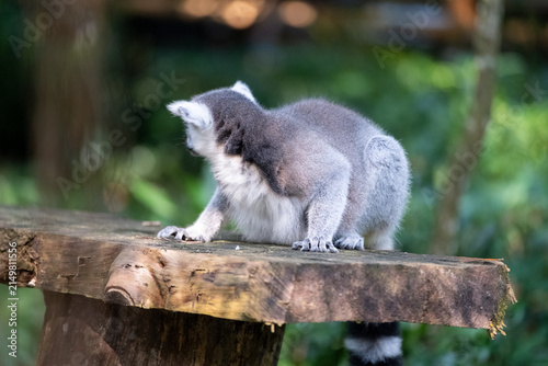 Fotografie A ring-tailed lemur crouches on a rustic wooden platform, glancing over its shoulder in a lush tropical habitat with soft green bokeh and natural daylight highlighting its fur