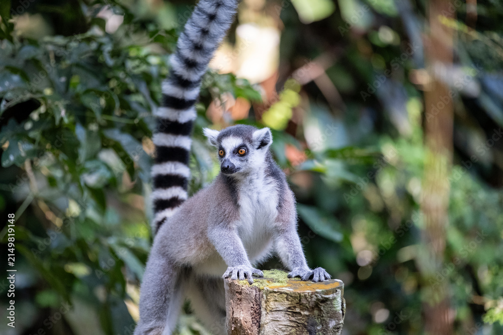 Naklejka premium A ring-tailed lemur stands alert with its front paws on a weathered tree stump, long striped tail raised high, surrounded by lush tropical foliage in soft natural light.