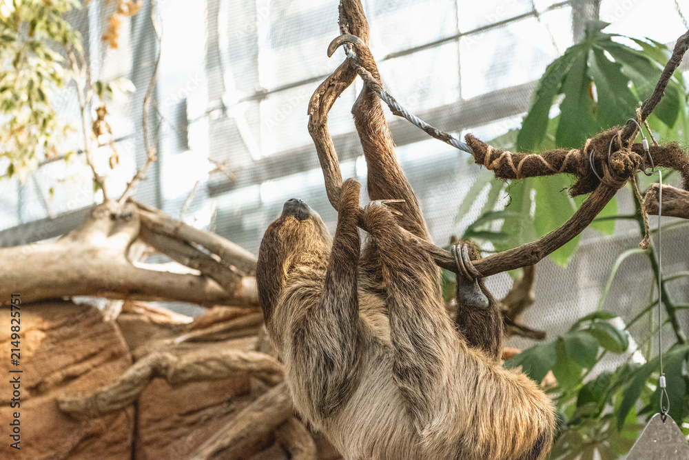Fototapeta premium Two-Toed Sloth Climbing Rope Branch Upside Down in Kobe Animal Kingdom Japan, Tropical Mammal Active Motion