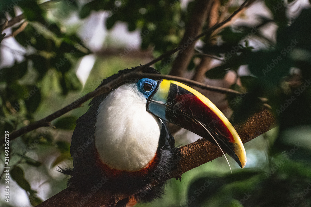 Obraz premium White-Throated Toucan Profile Close Up in Kobe Animal Kingdom Japan, Colorful Tropical Bird Headshot