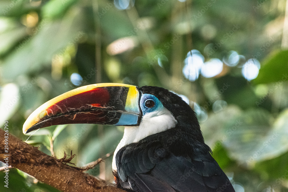 Obraz premium White-Throated Toucan Profile Close Up in Kobe Animal Kingdom Japan, Colorful Tropical Bird Headshot