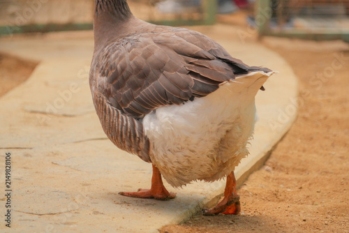 фотографія Rear view of a domestic goose walking on sandy ground